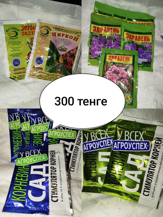 Растение - ктенанта