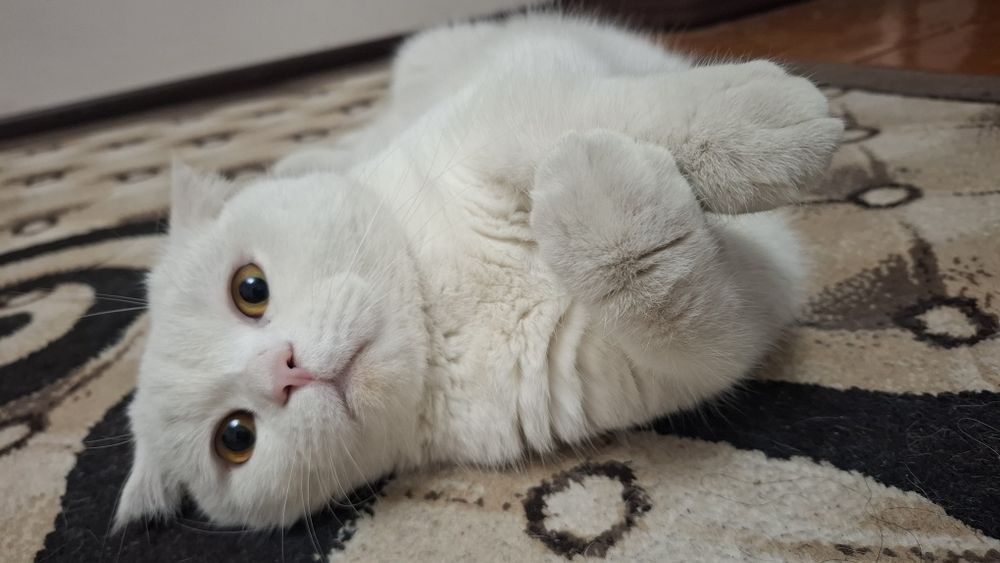 Кот приглашает к себе невеста на вязку