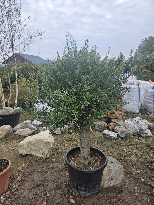 Palmieri tranhicarpus plante