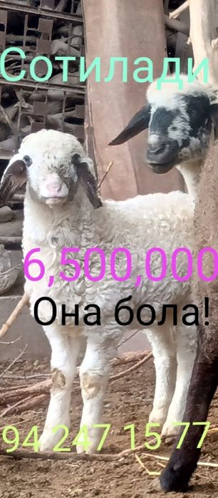 Срочно продаётся бараны!