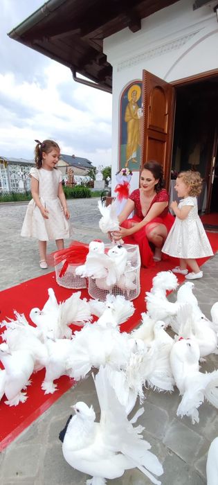 Închiriere porumbei albi pentru nunti, botezuri și alte evenimente,