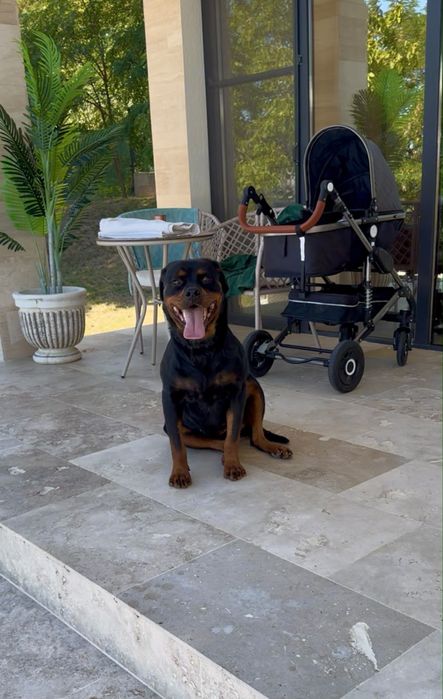 Femelă rottweiler ( Rotvailer )
