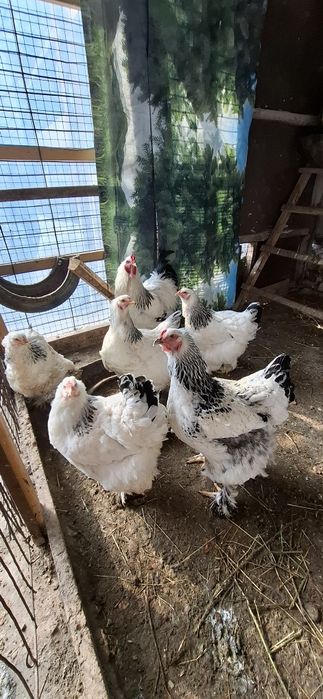 Курочки Светлая  Браммы