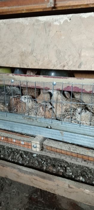 Перепелки по 1000тг реальному клиенту есть уступка