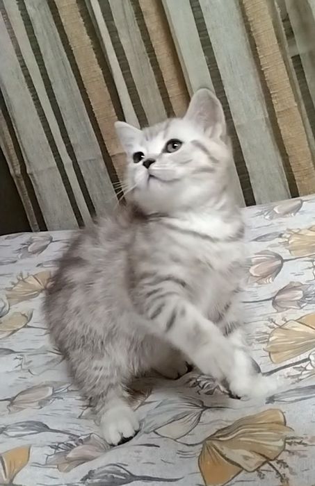 Кошечка  Скоттиш страйт.