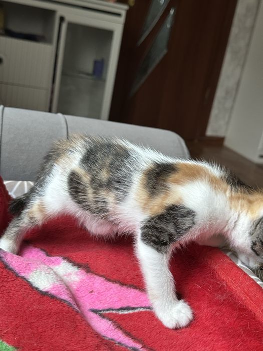 Котенок (д) в добрые руки