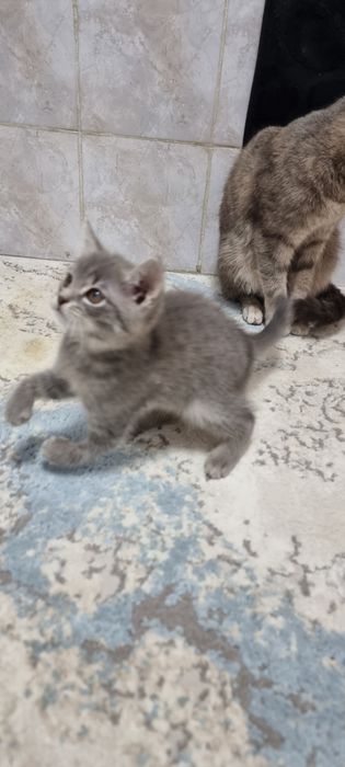 Котёнок 3 месяца