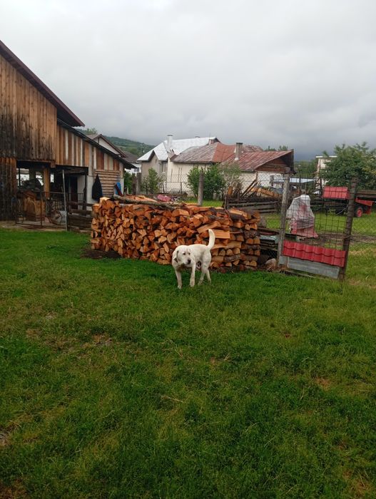 Femelă de vânzare