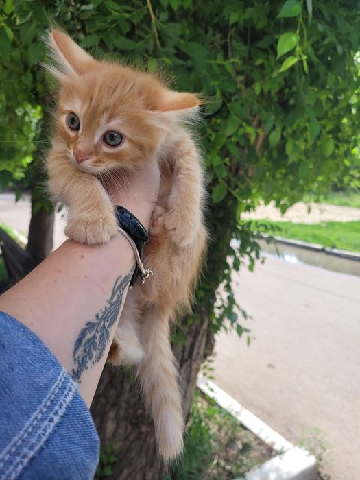 Рыжик к счастью ищет дом