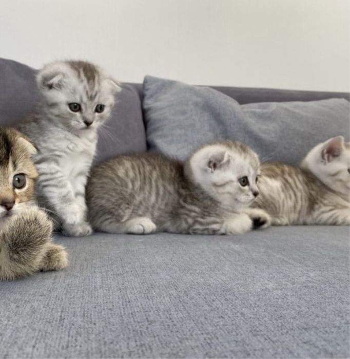 Прелестные Котята