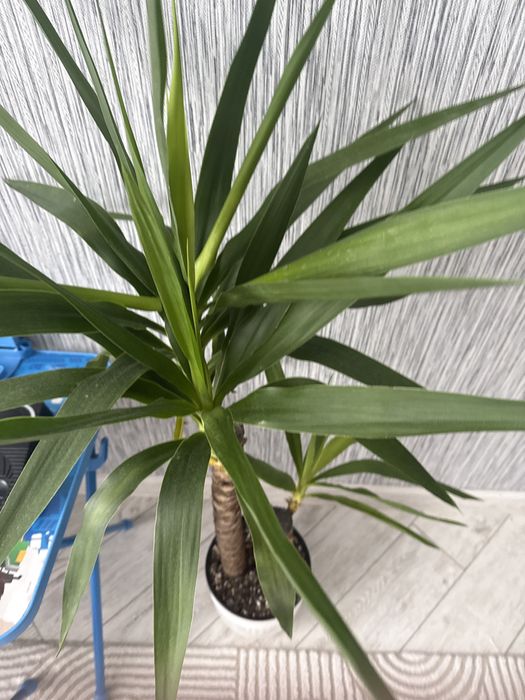 Юкка комнат растение