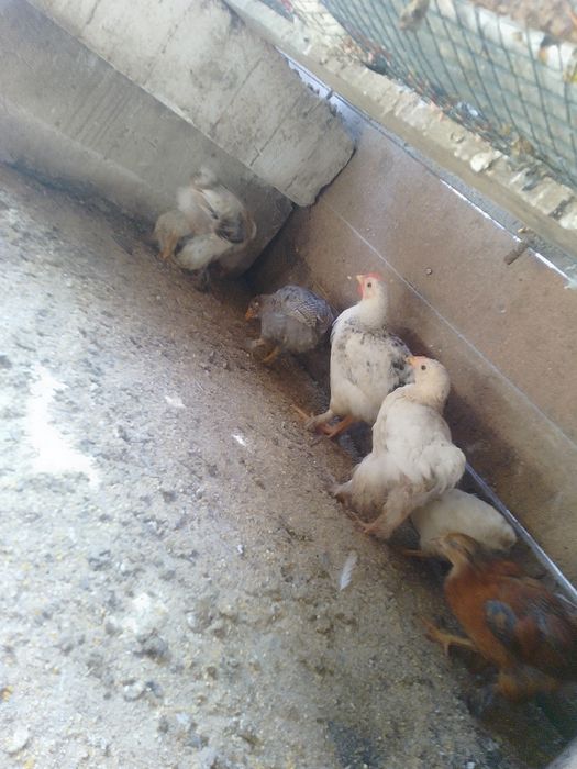 Pui de găină de țară