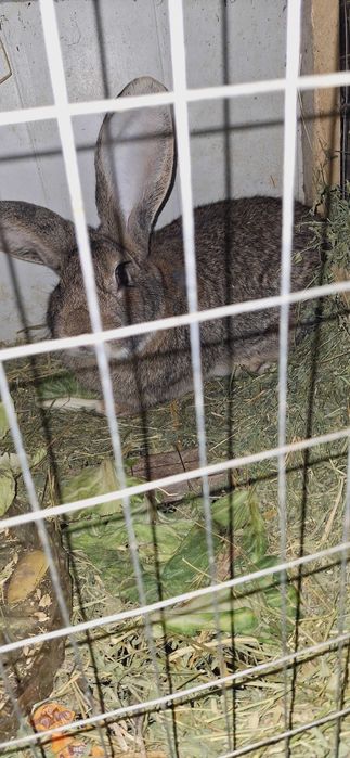 Продаются кролики молодые по 70 000 сум а великан отец 600 000 тысяч с