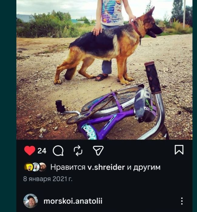 Продам щенков немецкой овчарки