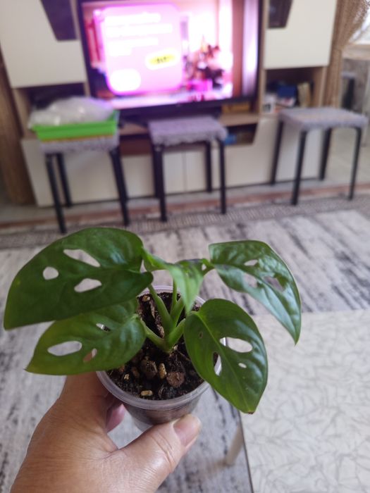 Продам комнатные растения