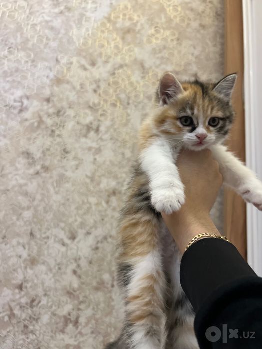 Кошка 1.5 месяца красивая