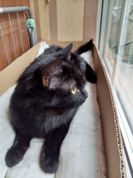 В дар котёнка 5 мес. Мальчик (Гоголя Муратбаева)