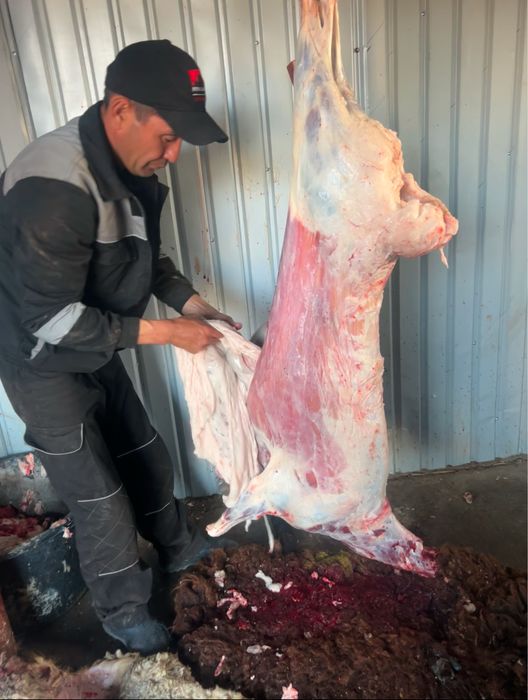 Қой тоқты сатылады!