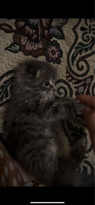 Мысық сатылады өте сүйкімді