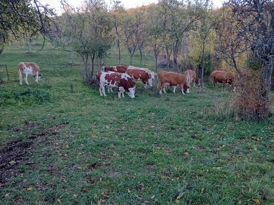 Vînd vaci Balțata românească