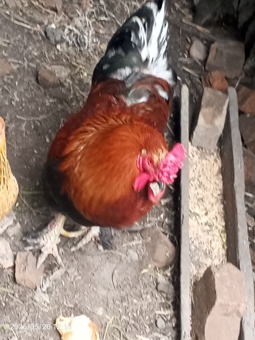 Продам петуха.самовывоз.