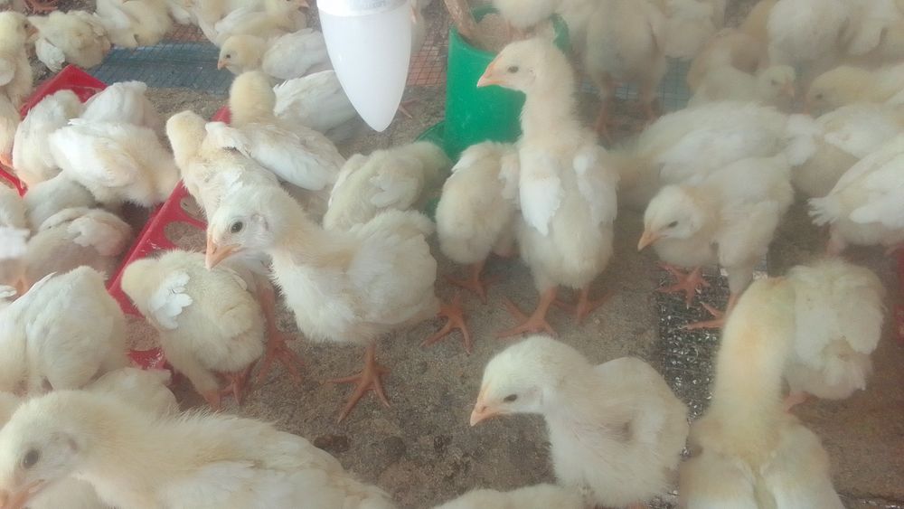 Продам бройлеров шустрые подросшие