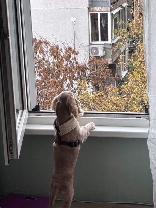 Кокер шпаньол на 6месеца