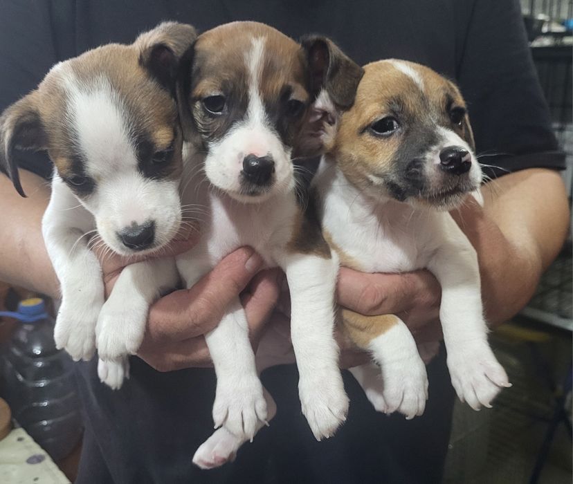 Джек рассел терьер