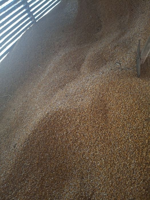 Vand porumb 1,50lei/kg