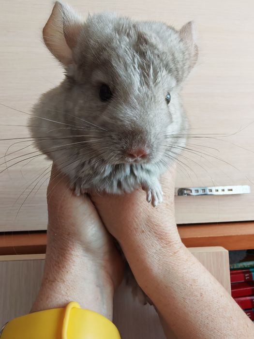 Продам шиншиллу,  девочка