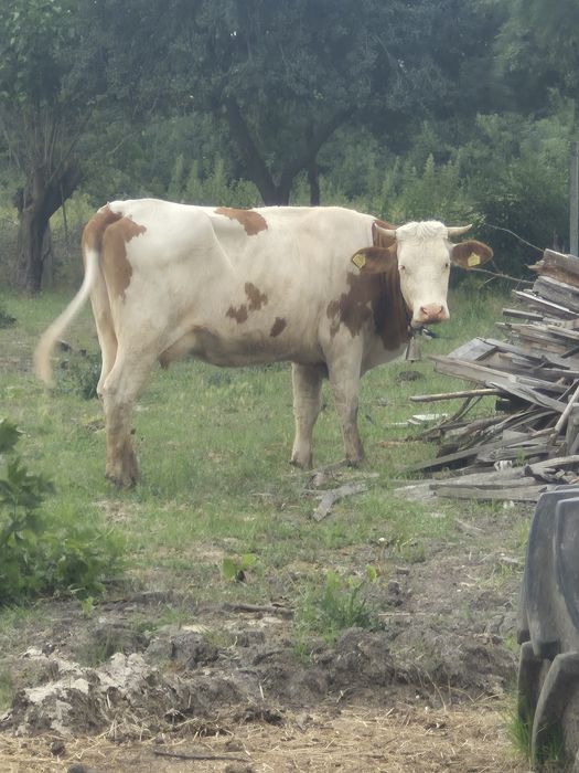Vând una din două vaci cu vițel