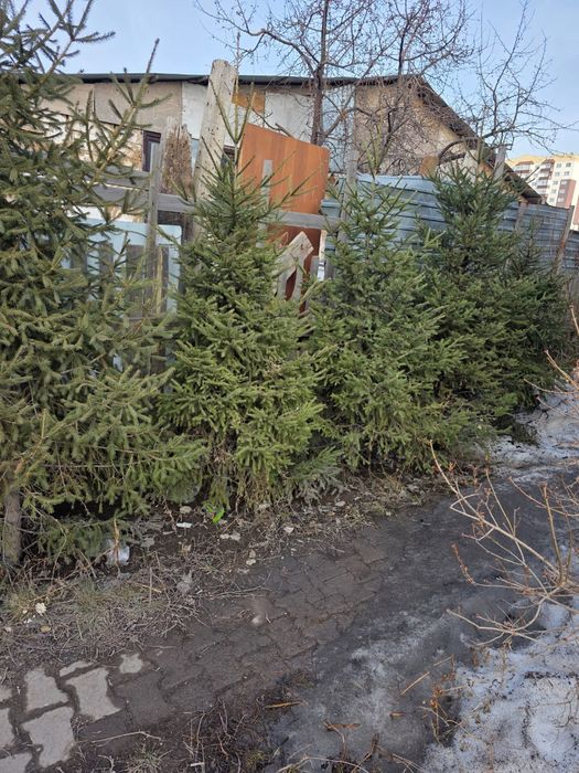 Продам ели,забор