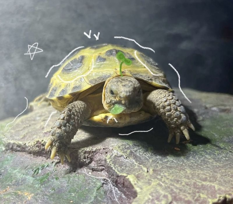 Сухопутная черепашка