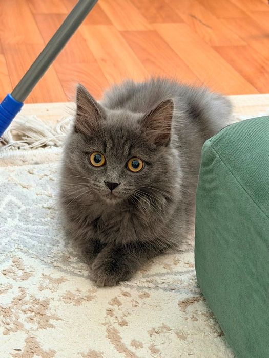 Котенка в добрые руки