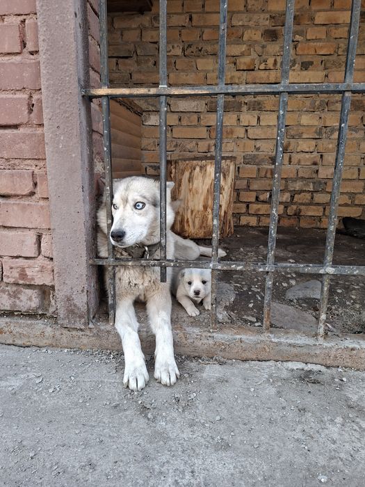 Отдам щенка мама Хаска