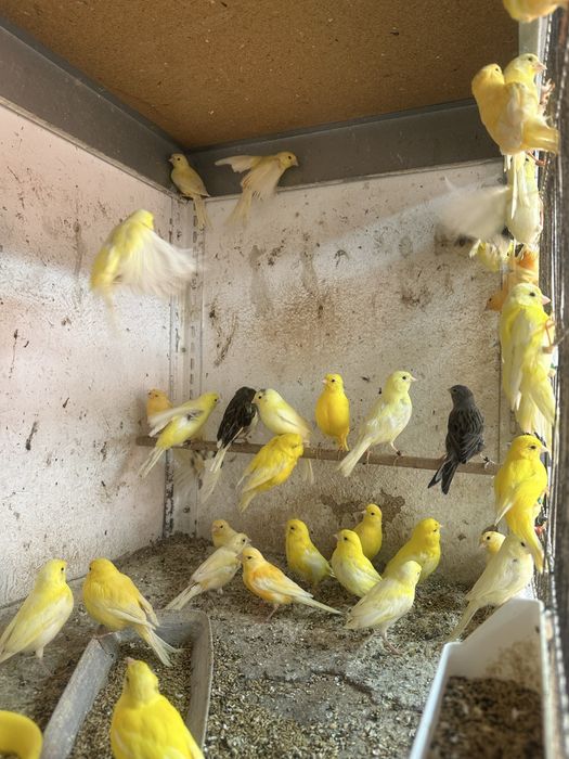 Canari diverse culori masculi/femele