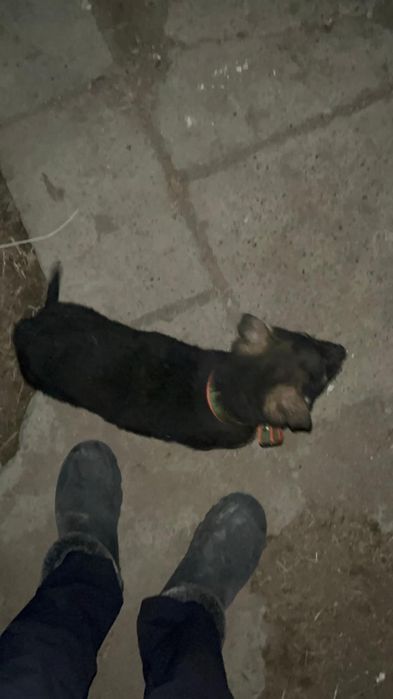 Продается немецкая овчарка