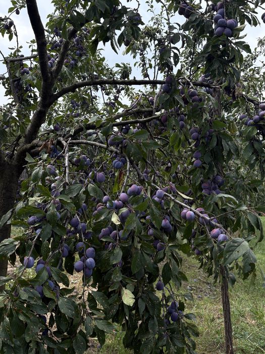 Prune de vanzare soi anaspet