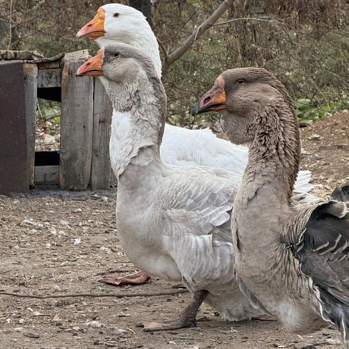 Молодой холмогор