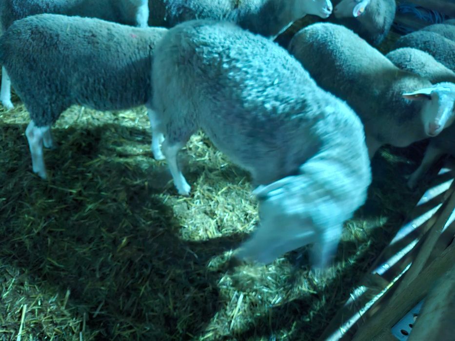 Продавам Овен Лакон