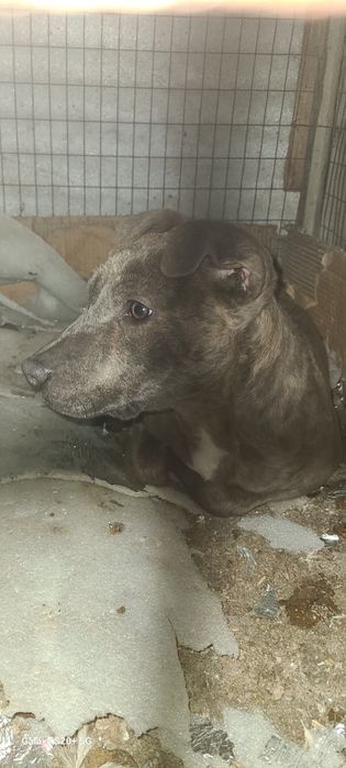 3 oylik toza Pidbul sroshni sotladi viloyatgayam dastafka qivoraman