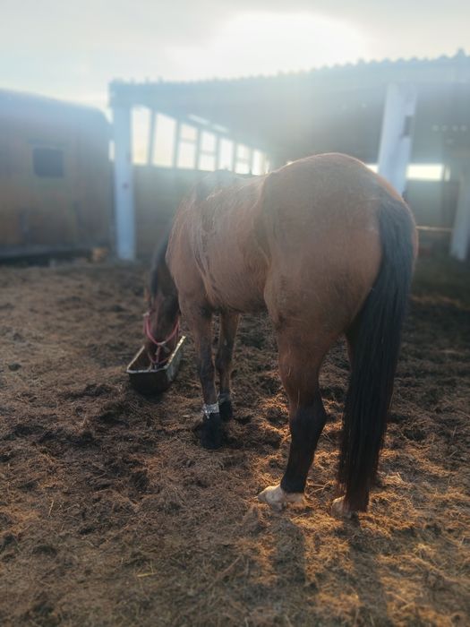 Продам кобылу 6 лет