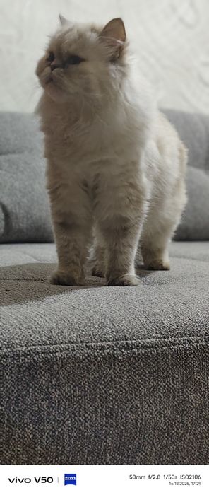 Чистокровные шотландские кошки.