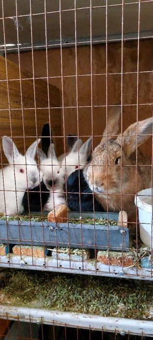 Кролик балдарымен