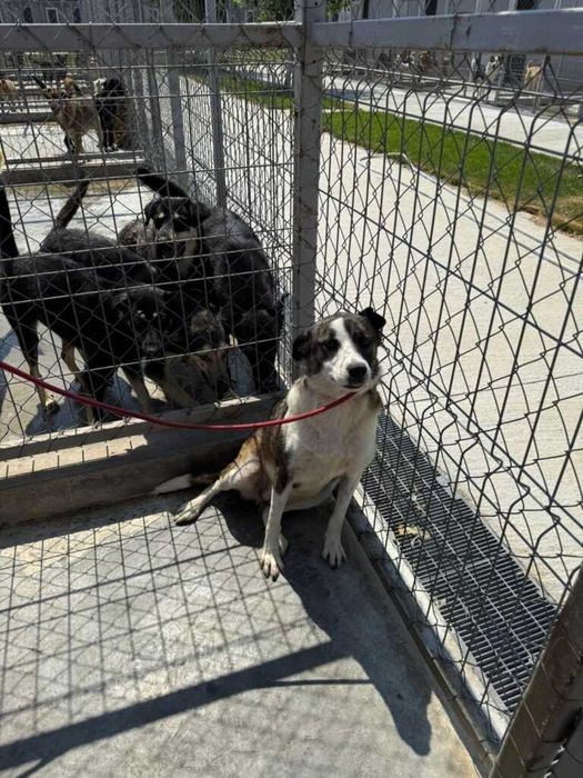 Adopta un caine - un sufletel are nevoie de stapan!