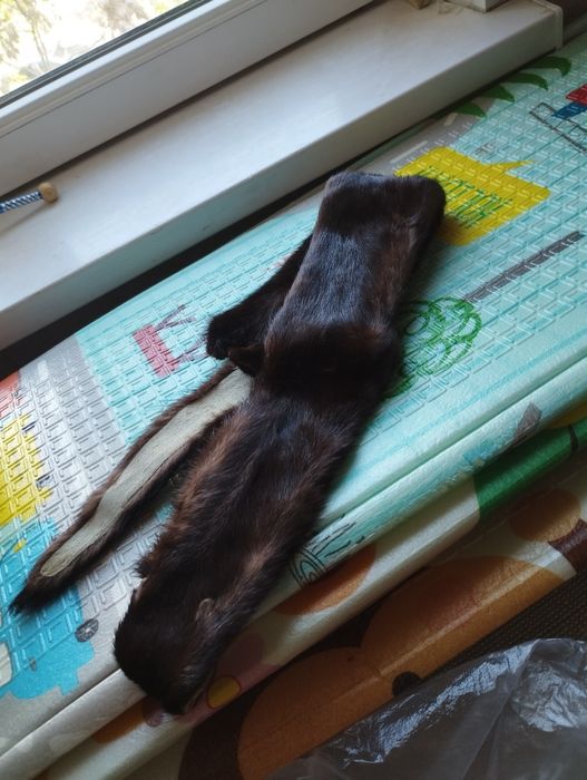 Продаётся шкурка норки