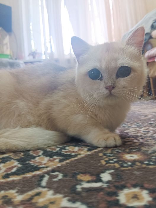 Британский короткошерстный — котёнок 6 мес.