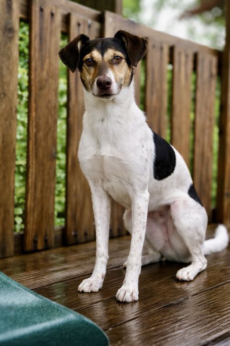 Собака Боня — компактная и очень добрая