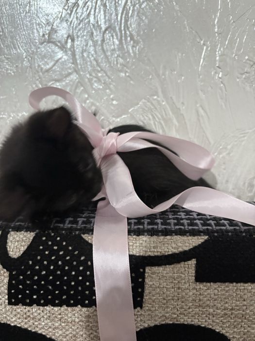 Марғау  2  айлық,тегін