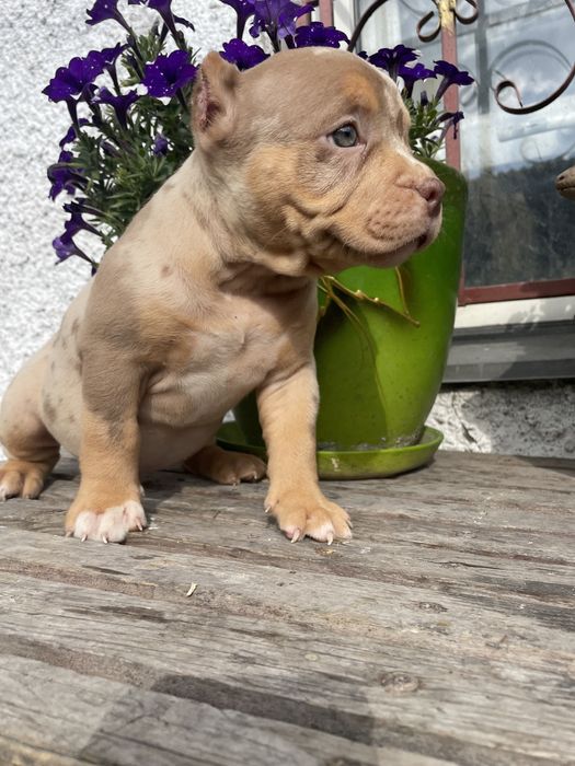 Американский булли